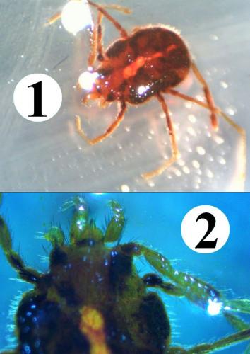 Réf. 216 441 : Erythraeus nivalis